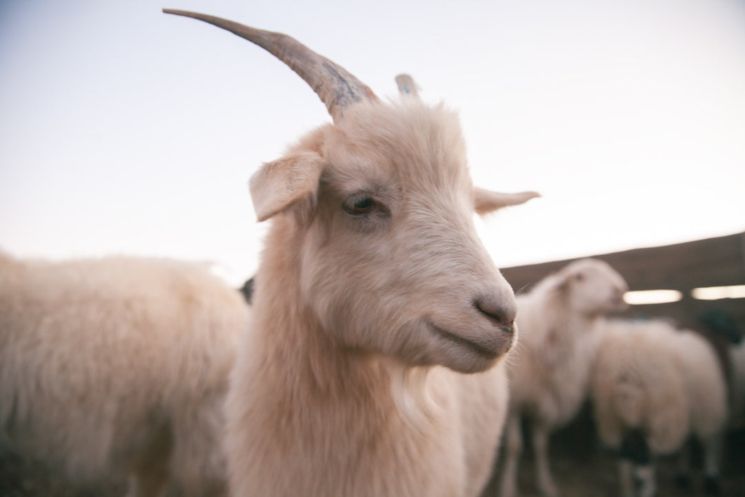 Bogd Cashmere Mongolian nomads